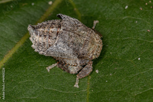 Typical Leafhopper Nymph photo