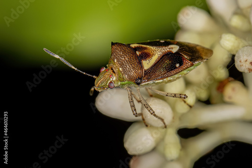 Adult Stink Bug photo