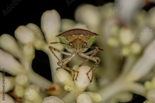 Adult Stink Bug photo