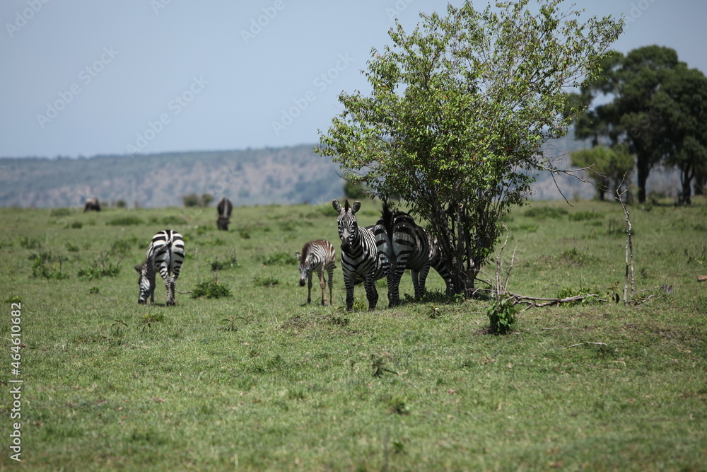Fototapeta premium アフリカマサイのシマウマ