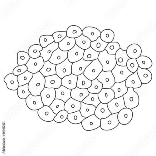 Newt liver cells under a microscope contour