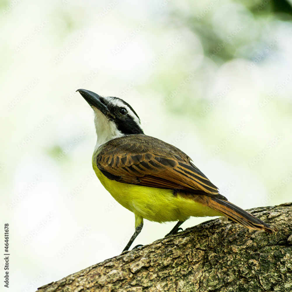 Fototapeta premium Birds