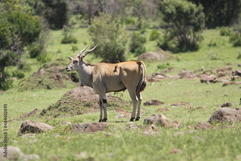 アフリカマサイのトムリンガゼル
