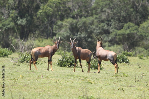 アフリカマサイのトムリンガゼル 