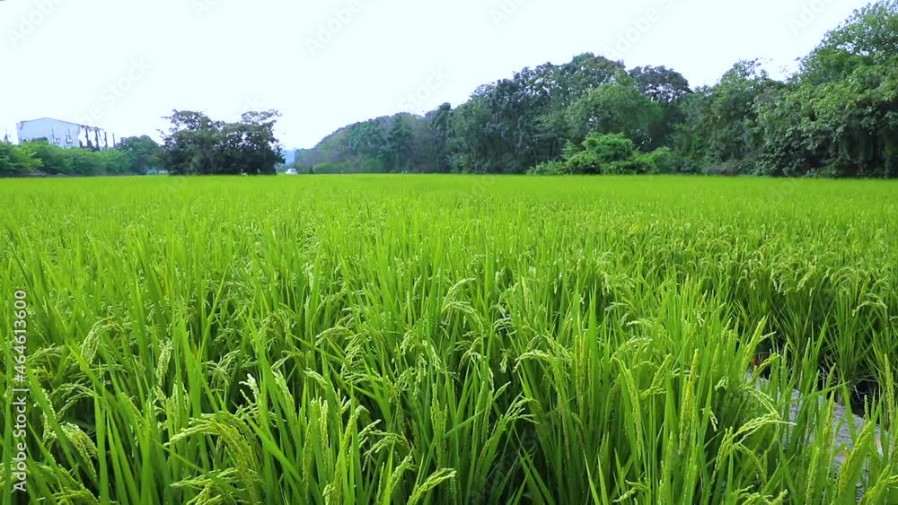Taiwan, south, countryside, blue sky and white clouds, green, rice fields Taiwan, south, countryside, blue sky and white clouds, green, rice fields