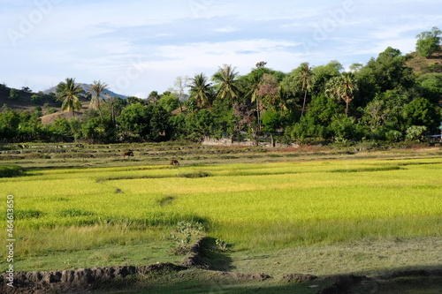 Stunning green rice paddies with gazing horses in rural farming countryside of Timor Leste  Southeast Asia