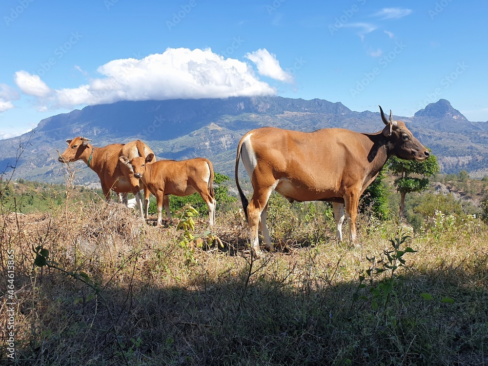 Family of brown cows in the beautiful remote wilderness and mountainous rural countryside of Timor Leste, South East Asia Family of brown cows in the beautiful remote wilderness and mountainous rural countryside of Timor Leste, South East Asia
