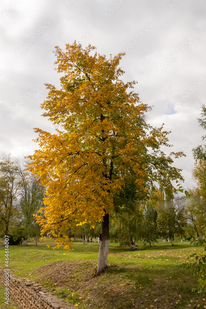 Fototapeta premium a yellowed autumn tree stands alone in a clearing in cloudy weather
