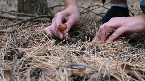 a man's hand reaches for an edible mushroom in the forest on the ground pulling it out of the dried needles of coniferous trees