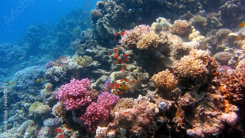 Fototapeta Naklejka Na Ścianę i Meble -  coral reef in sea