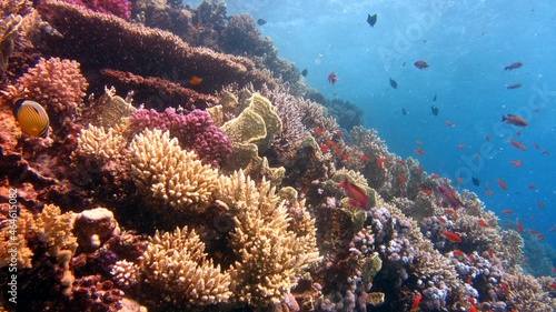 coral reef in the sea