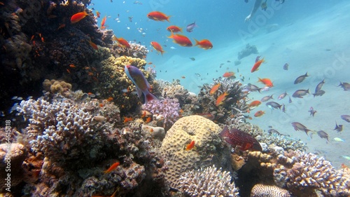 coral reef and fish