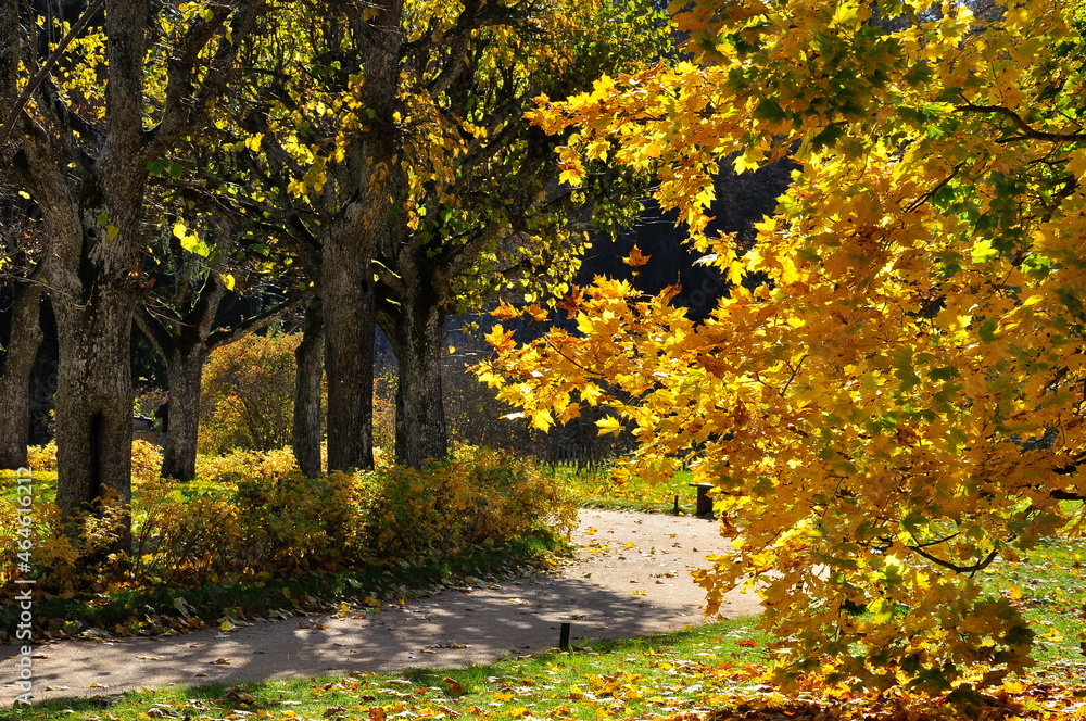 Naklejka premium Autumn trees in the forest. Autumn period.