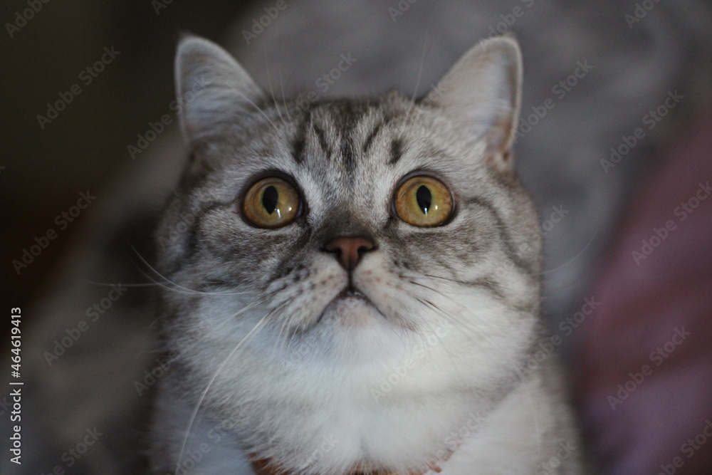 Miku British Cat Miku British Cat