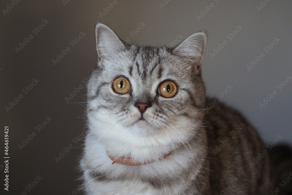 Obraz premium Miku British Cat