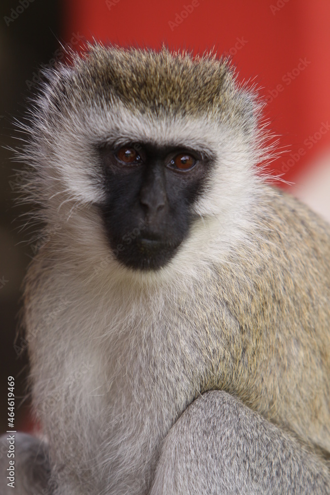 Obraz premium アフリカマサイの猿