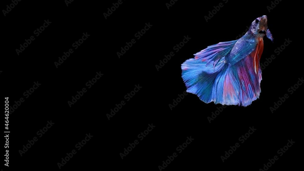 Light Blue color Siamese fighting fish Light Blue color Siamese fighting fish