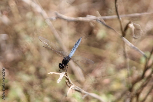 Blue Dragonfly Perched on a Twig © T E Storm
