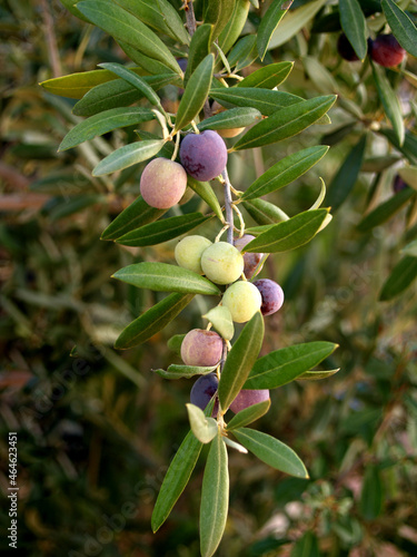 arbequina type olives on the branch photo