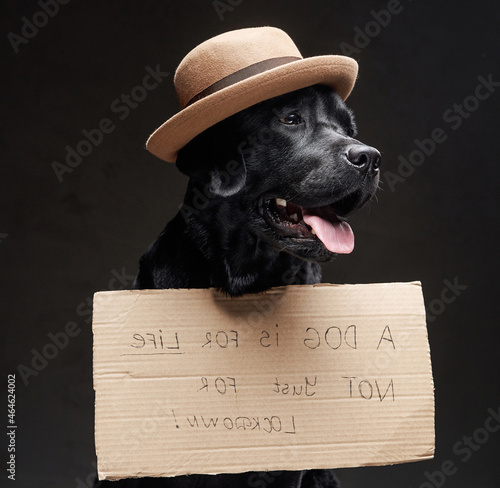 Stylish black doggy with a hat and sign on its front in dark background