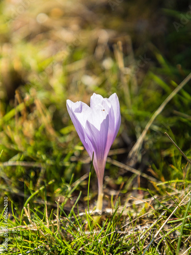 Crocus ligusticus flower in the meadows of the Lozoya valley in the Sierra de Guadarrama in Madrid photo