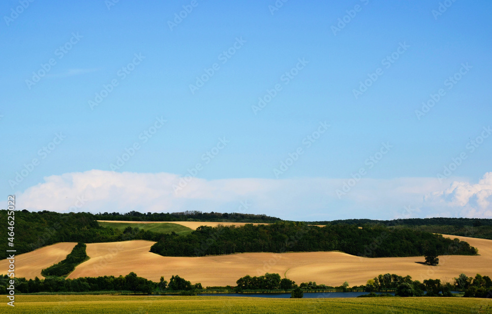 Fototapeta premium Golden wheat field on undulating hills with lush green forest. summer scene. harvest concept. farming and agriculture. clear blue sky. panoramic landscape and naure scene. food production. wide open m