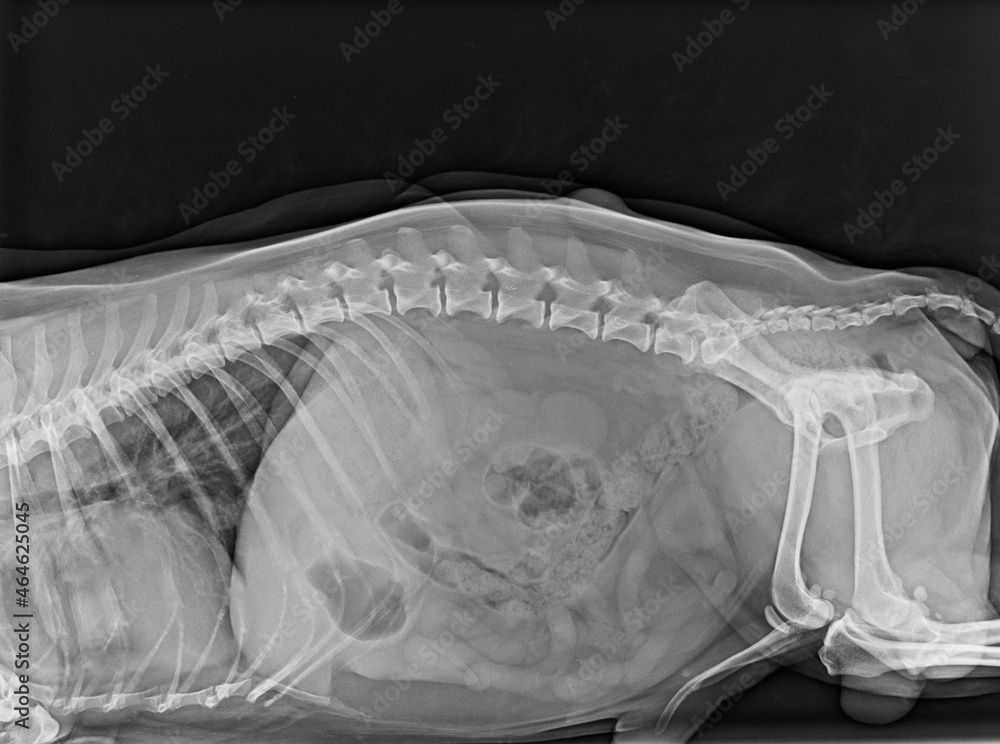 xray with cysts on a dog's liver Stock Photo Adobe Stock