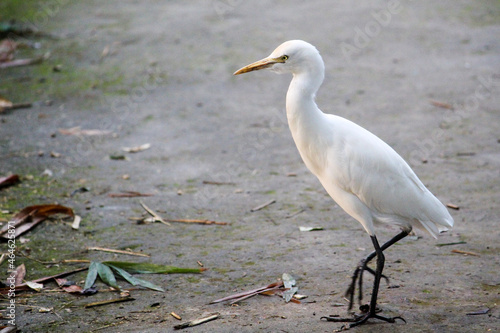 great white heron