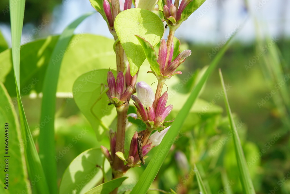 Gentianella amarella (also called autumn gentian, autumn dwarf gentian, autumn felwort) with a natural background Gentianella amarella (also called autumn gentian, autumn dwarf gentian, autumn felwort) with a natural background