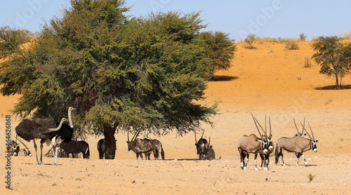 desert animals of the kalahari around a big tree