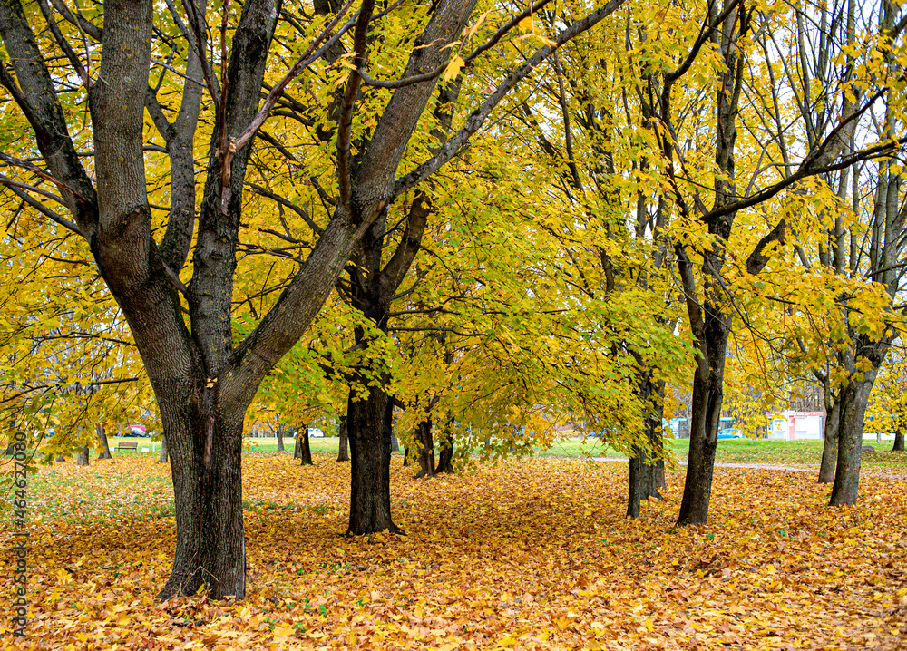 autumn trees in the park