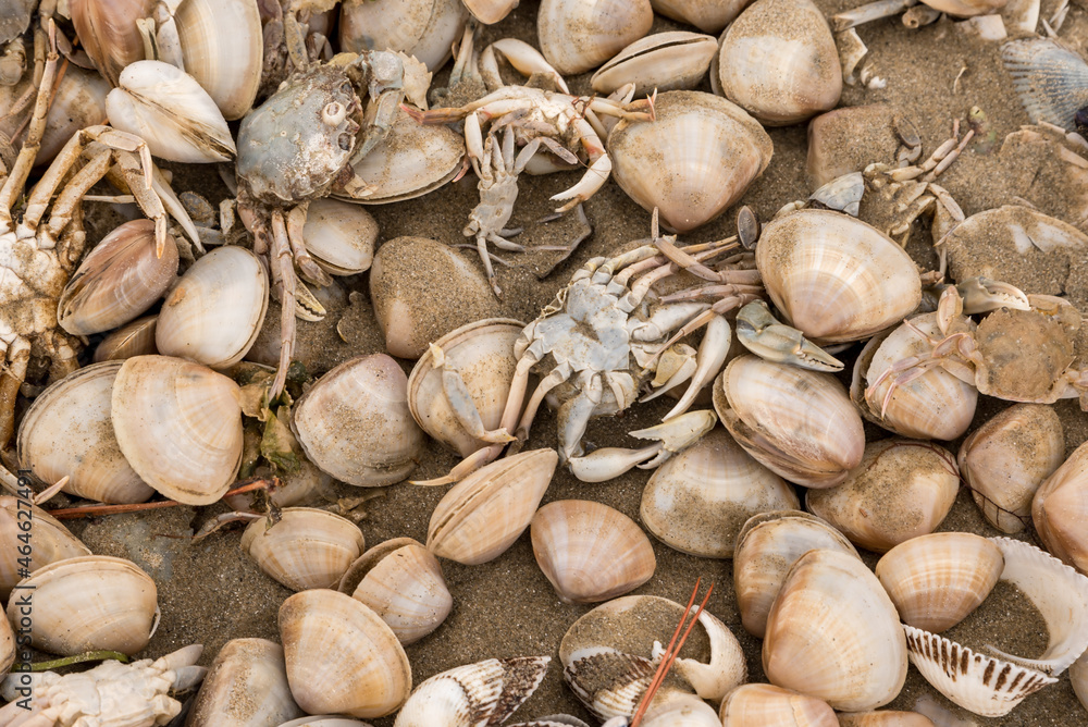 Shells and dead crabs on the shore