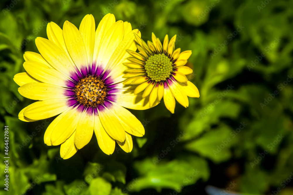 Obraz premium Yellow Cape Marguerite daisies , early and full bloom closeup. 