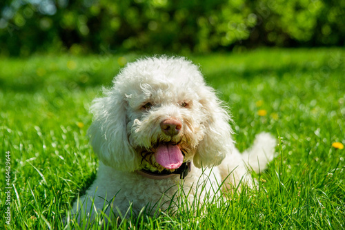 Puppy on the grass