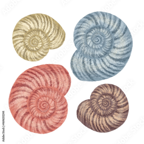Set seashells hand drawn colorful illustration © Yuliia Borovyk