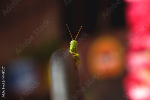 Grasshopper Peaking photo
