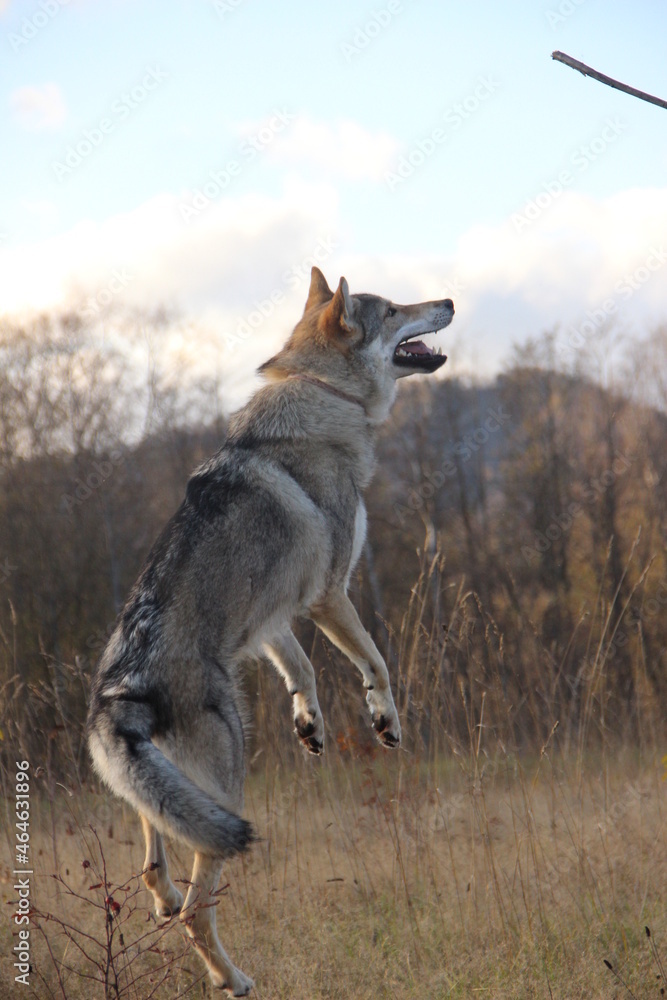 Wolf in wildlife, czechoslovakian Wolfdog
