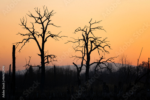 Wallpaper Mural trees during a beautiful red sunset Torontodigital.ca