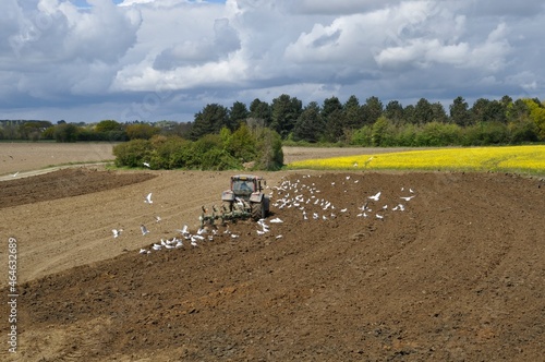 Plow tractor surrounded by seagulls