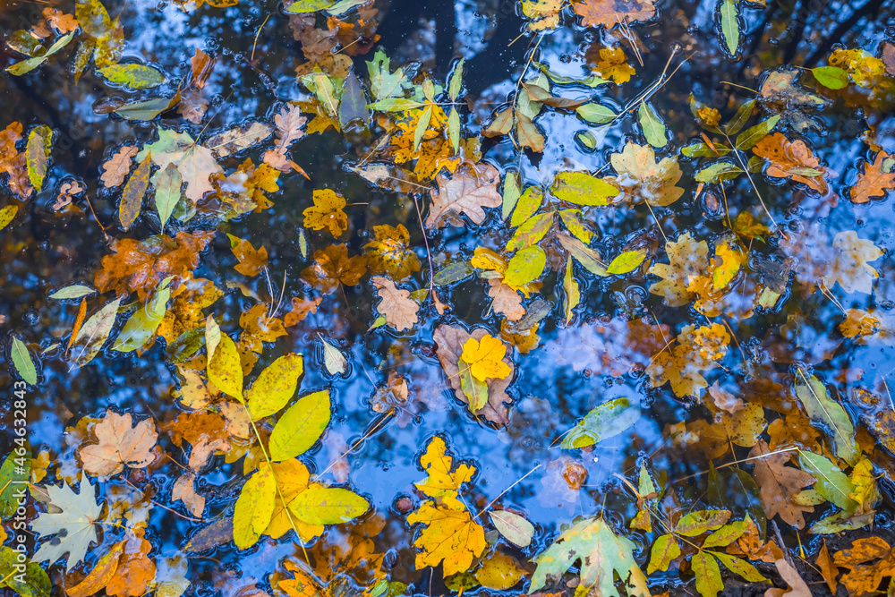 closeup red dry leaves floating in small puddle closeup red dry leaves floating in small puddle