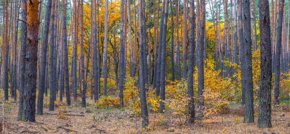red dry autumn forest glade, natural season outdoor scene red dry autumn forest glade, natural season outdoor scene