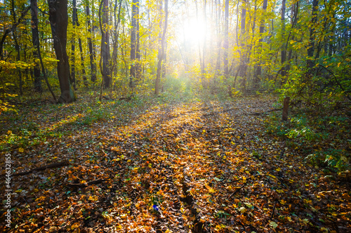 autumn forest glade covered by dry leaves in light of sun