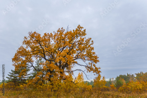closeup red oak tree on forest glade, autumn natural background