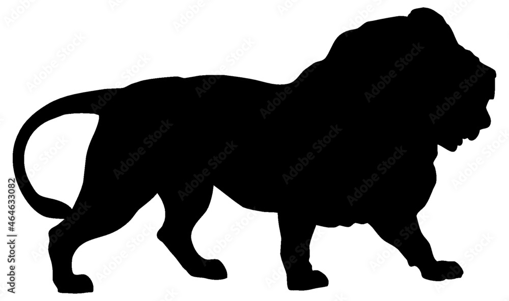 Black and white vector silhouette of an adult African lion. Isolated on white background.