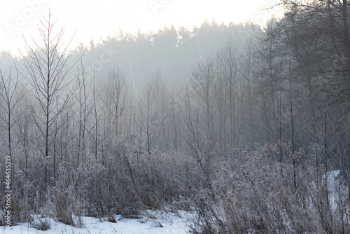 Frost-covered plants, winter landscape. Frozen meadow in winter and plants with ice crystals.