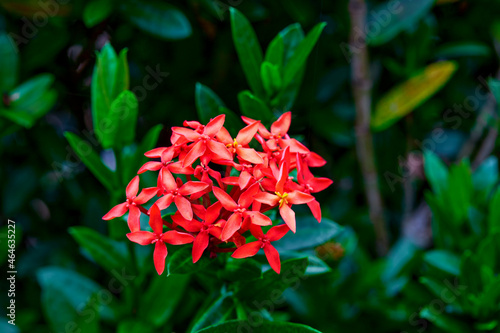 red ixora flower blooming in the garden