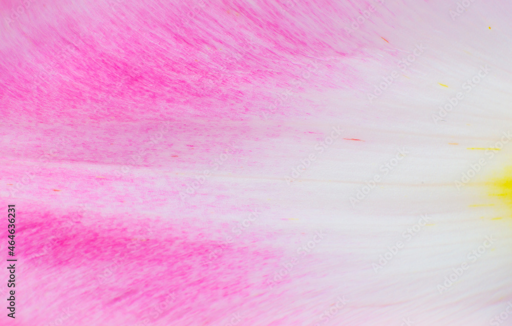 Petal from a pink tulip flower texture background. Minimalism, beautiful natural wallpaper. Copy space, close up. Macro photo. Petal from a pink tulip flower texture background. Minimalism, beautiful natural wallpaper. Copy space, close up. Macro photo.