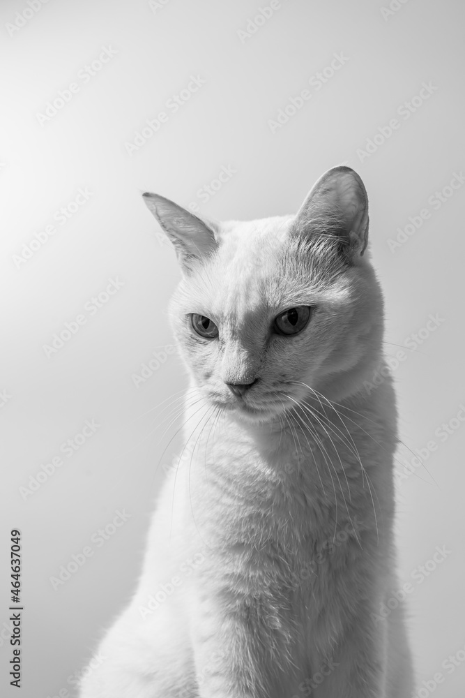 白猫のポートレート　モノクロ