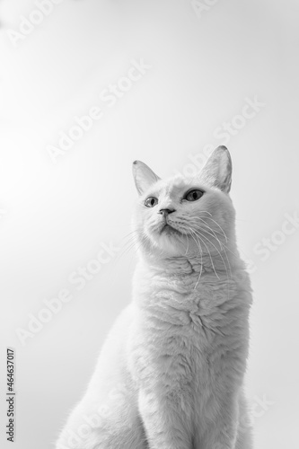 白猫のポートレート　モノクロ