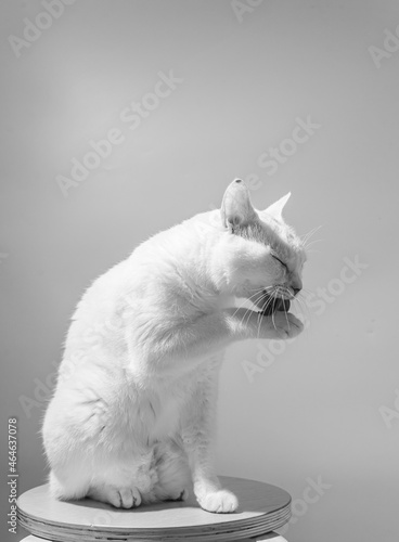 白猫のポートレート モノクロ